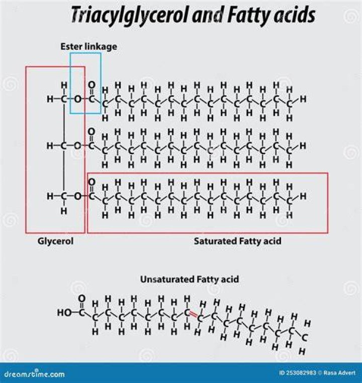 What are triglycerides composed of quizlet