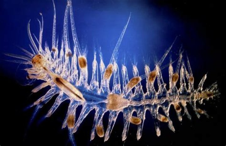 What are Trochophore larvae