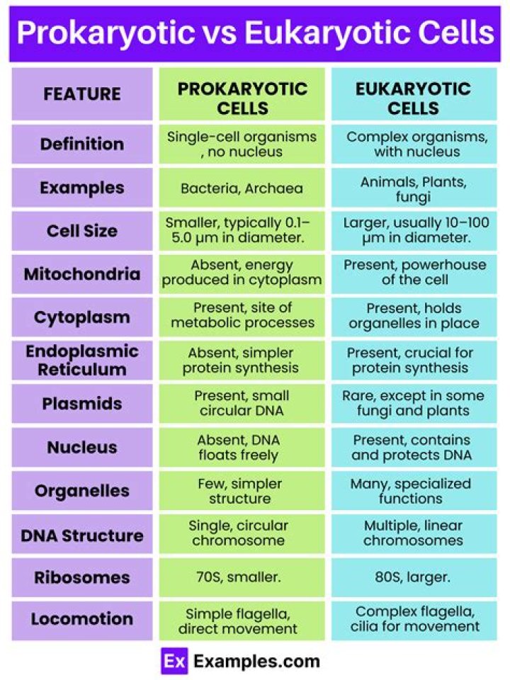 What are two characteristics of eukaryotic cells quizlet
