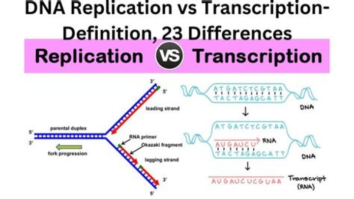 What are two differences between transcription and DNA replication quizlet