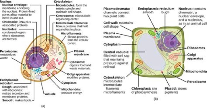 What are two organelles that contain DNA and have a double membrane