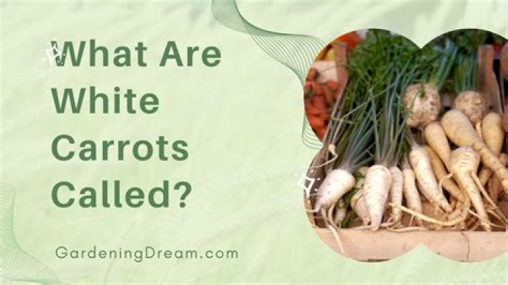 What are white currants used for