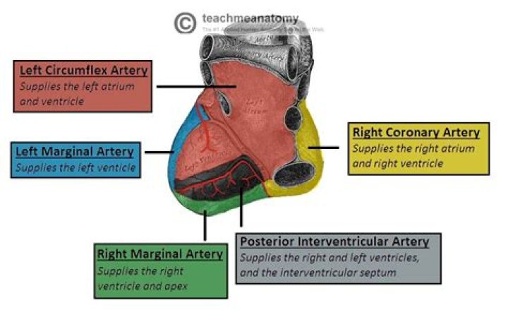 What area of the heart does the RCA supply