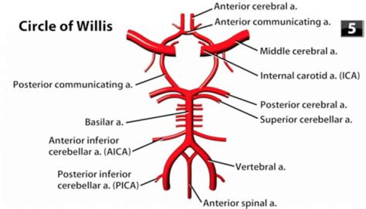 What arteries form the circle of Willis