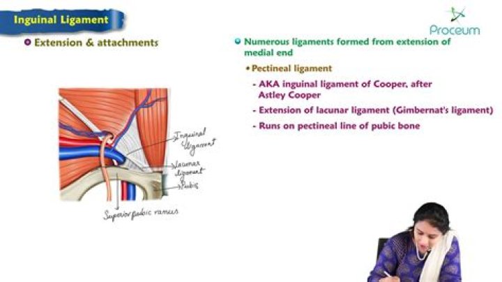What attaches to the inguinal ligament
