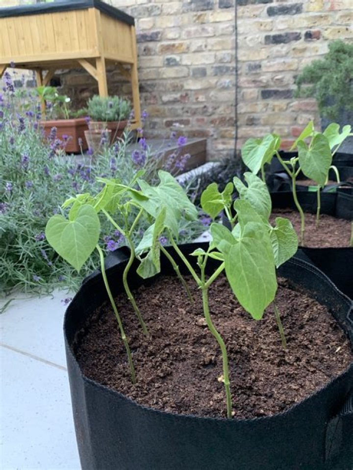What beans grow in a bag