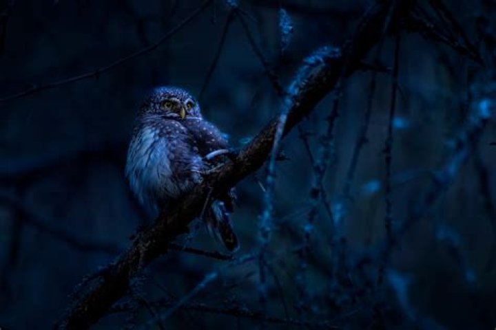 What bird chirps in the middle of the night