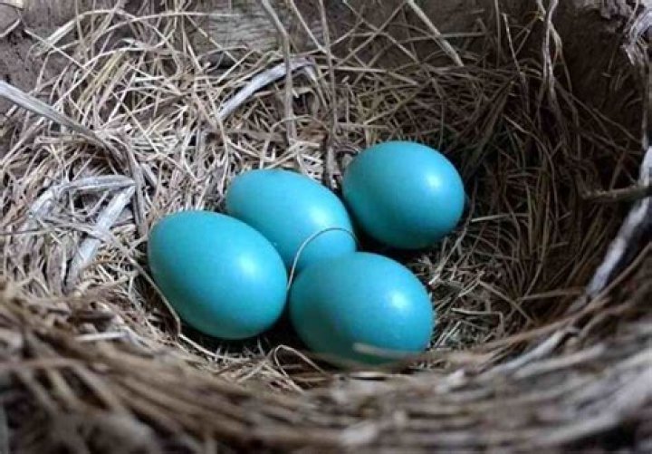 What bird lays blue eggs on the ground