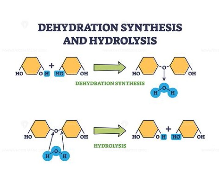 What bond is formed during dehydration synthesis