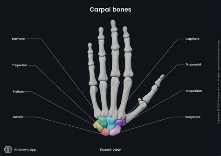 What bone shape are the carpal bones of the wrist