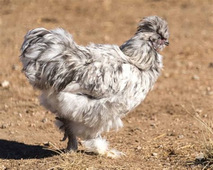 What breed of chicken is GREY