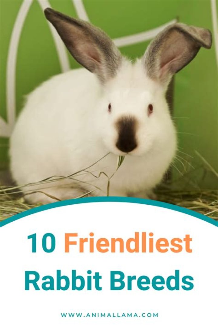 What breed of rabbit is the friendliest