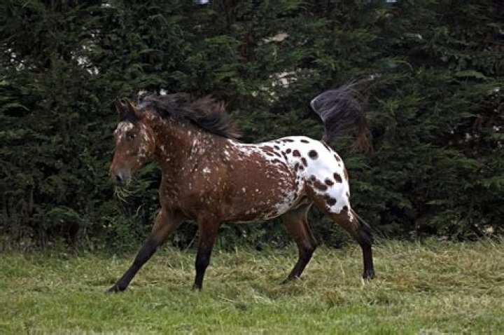 What breeds make an Appaloosa horse
