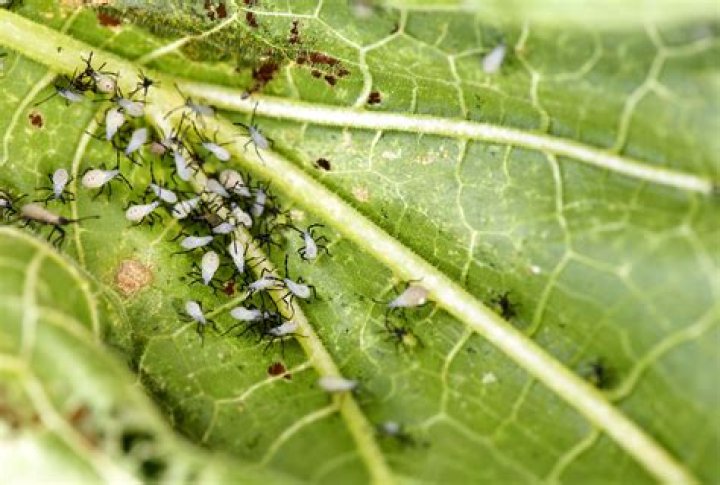 What bugs attack zucchini