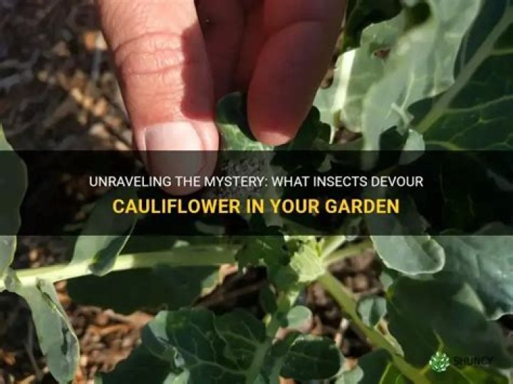 What bugs eat cauliflower