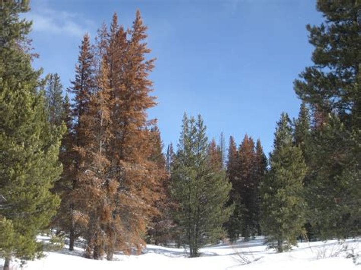 What bugs eat pine trees