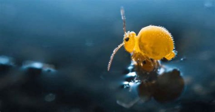 What bugs live in the ocean