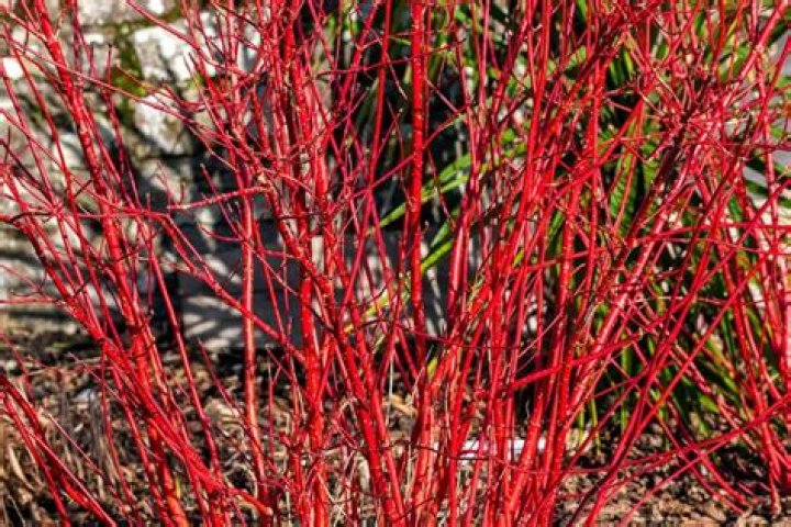 What Bush has red branches in winter