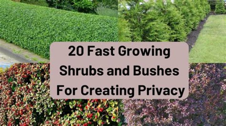 What bushes grow the fastest