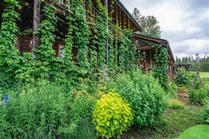 What can Hops be used for