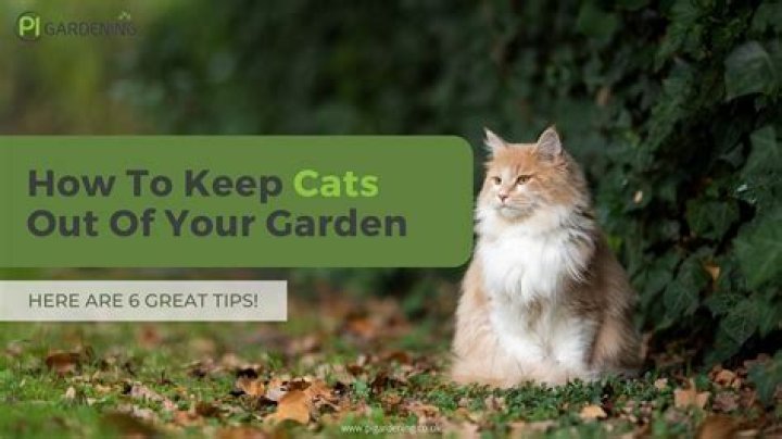 What can I do to keep cats out of my yard