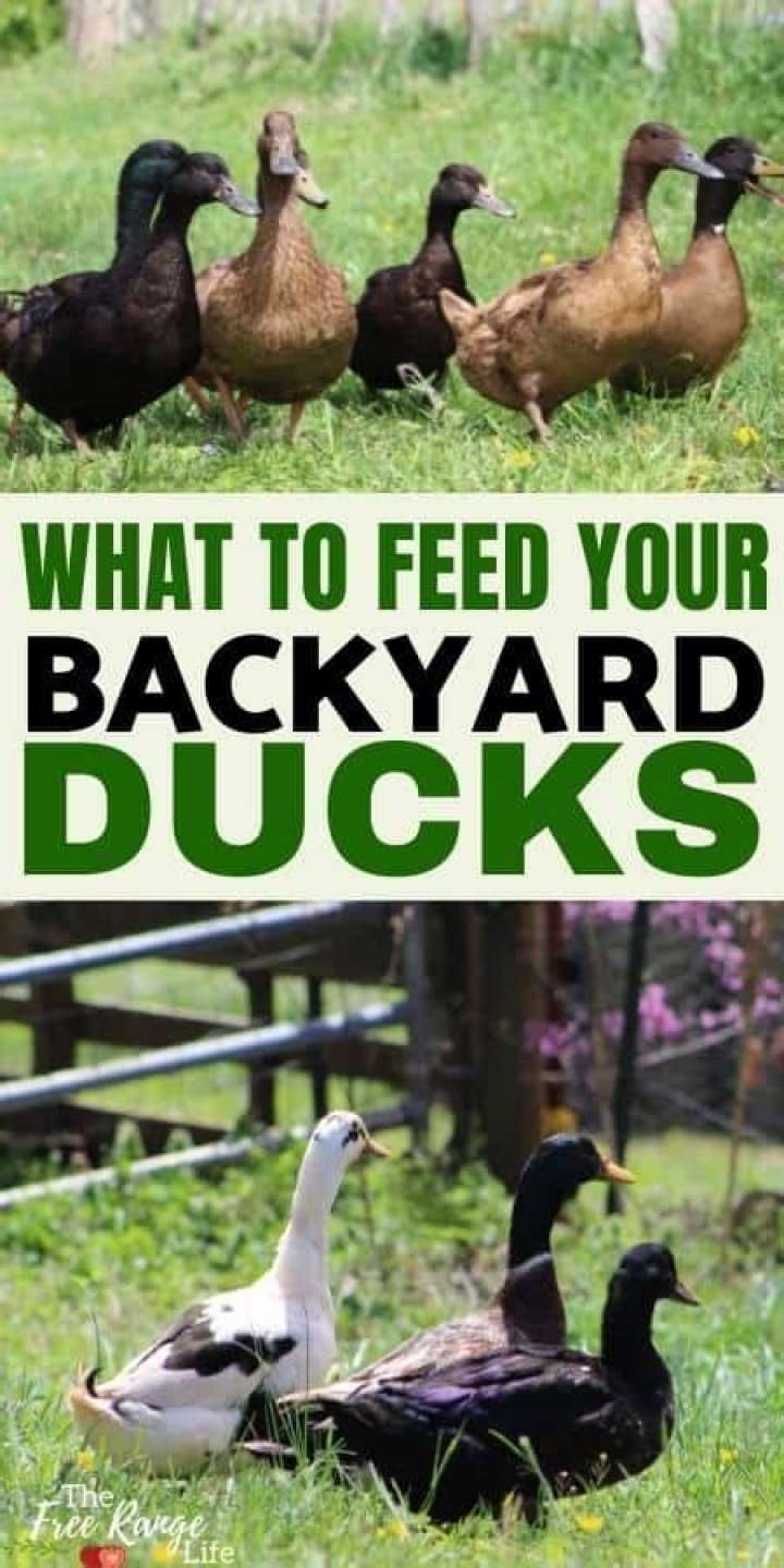 What can I feed wild ducks in my garden