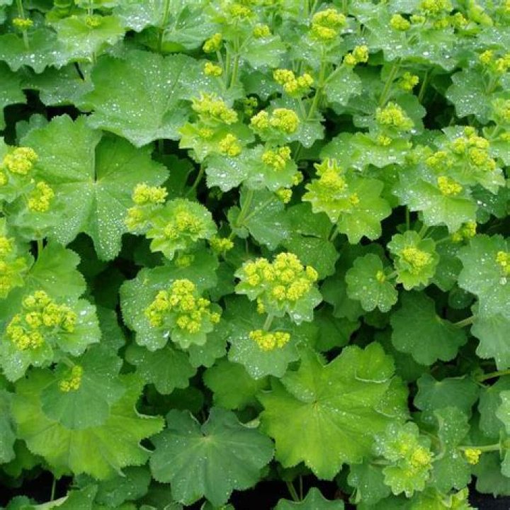 What can I plant with Alchemilla mollis