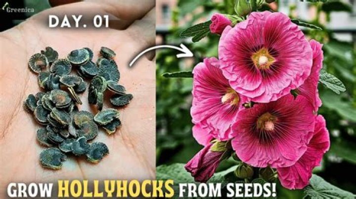 What can I plant with hollyhocks