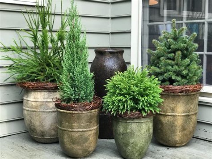 What can I put outside planter in winter