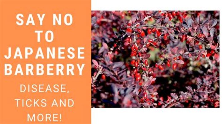 What can I substitute for barberry bushes