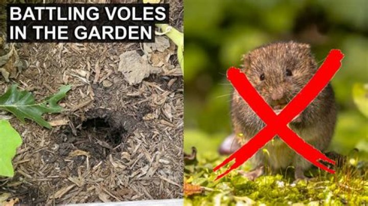 What can I use to kill voles