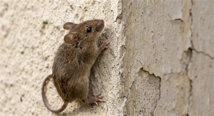 What can mice not climb