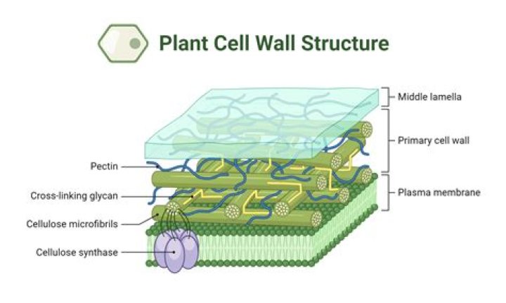 What can represent a cell wall