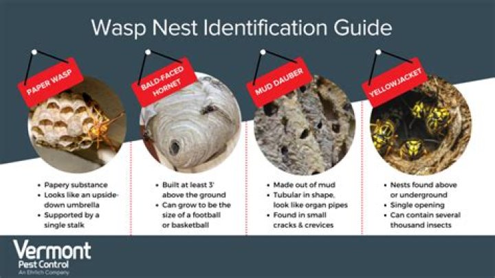 What can wasps eat through