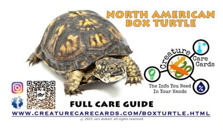 What can you not feed a box turtle