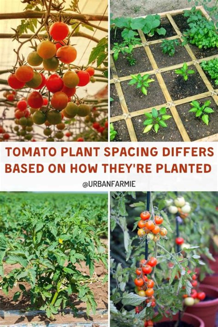 What can you plant in Las Vegas