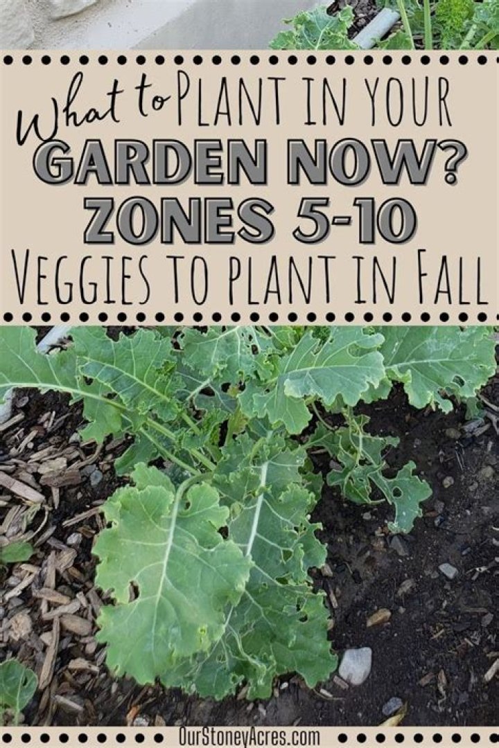 What can you plant in the fall