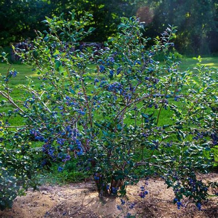 What can you plant next to blueberry bushes