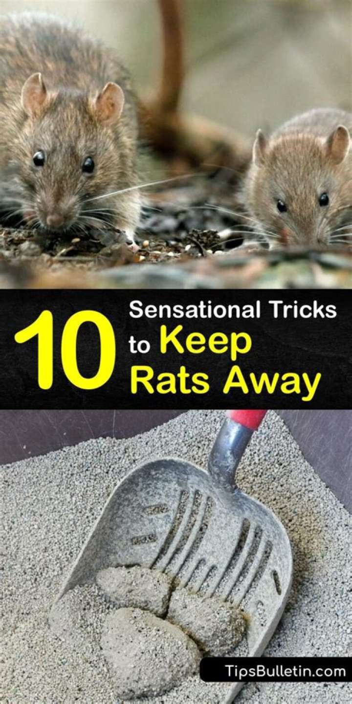 What can you put around your house to keep rats away