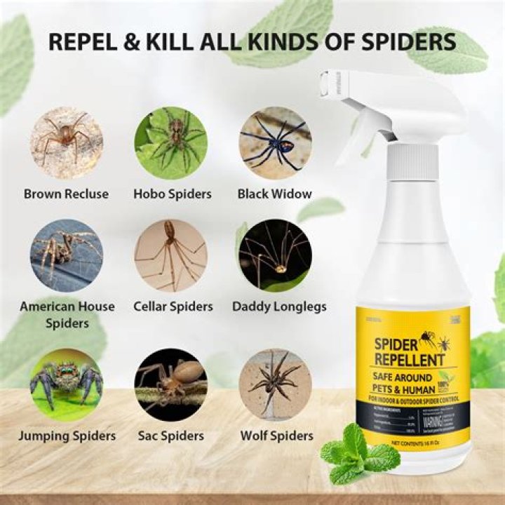 What can you put around your house to keep spiders away