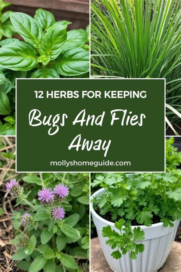 What can you put in a fire to keep bugs away