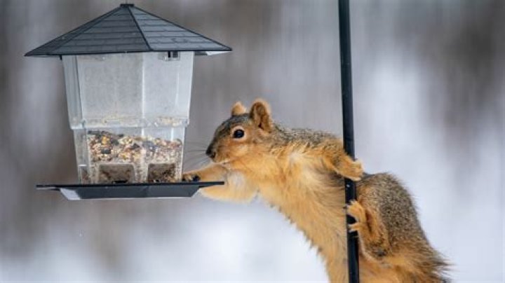 What can you put on wood to keep squirrels from chewing