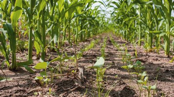 What can you spray on corn for bugs