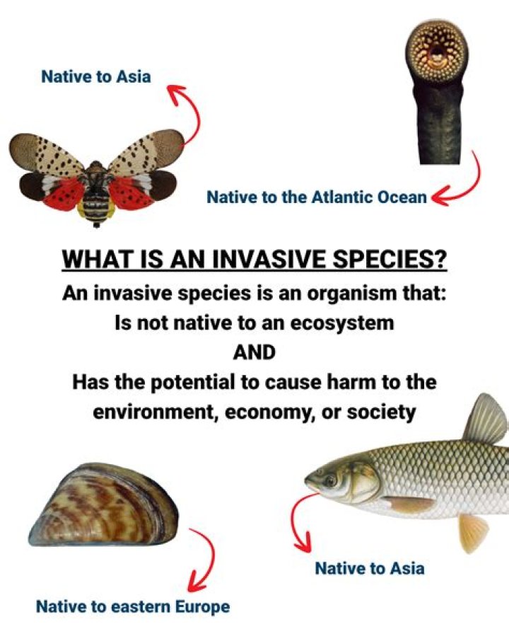 What cause alien species