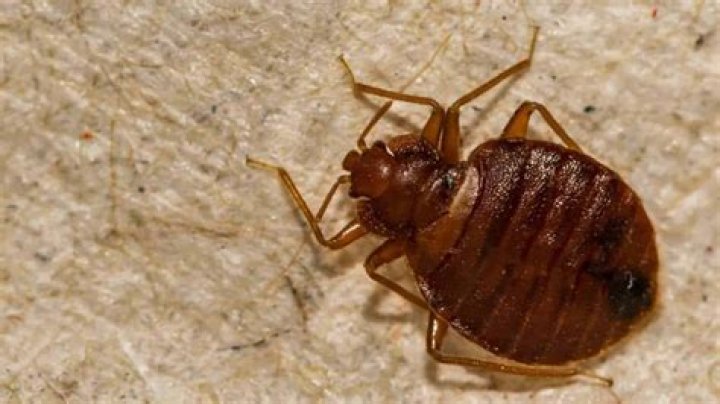 What causes bed bugs in the first place