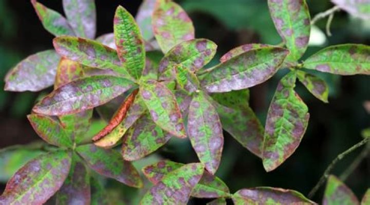 What causes brown spots on rhododendron leaves