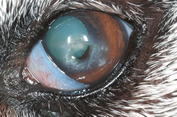 What causes calcium deposits in dogs eyes