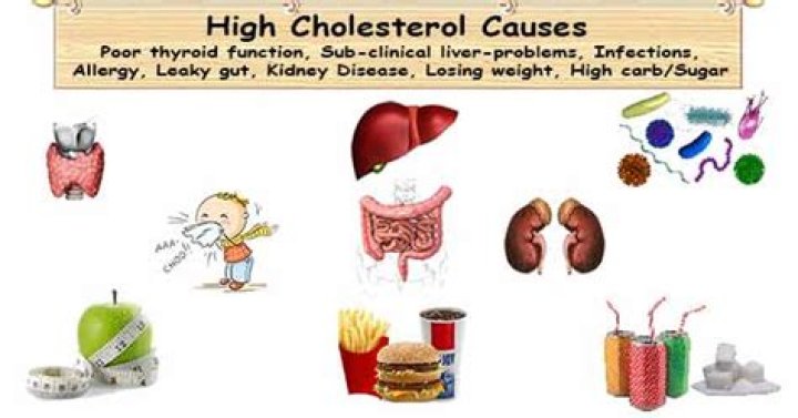 What causes cholesterol levels to rise