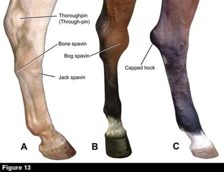 What causes curb in horses