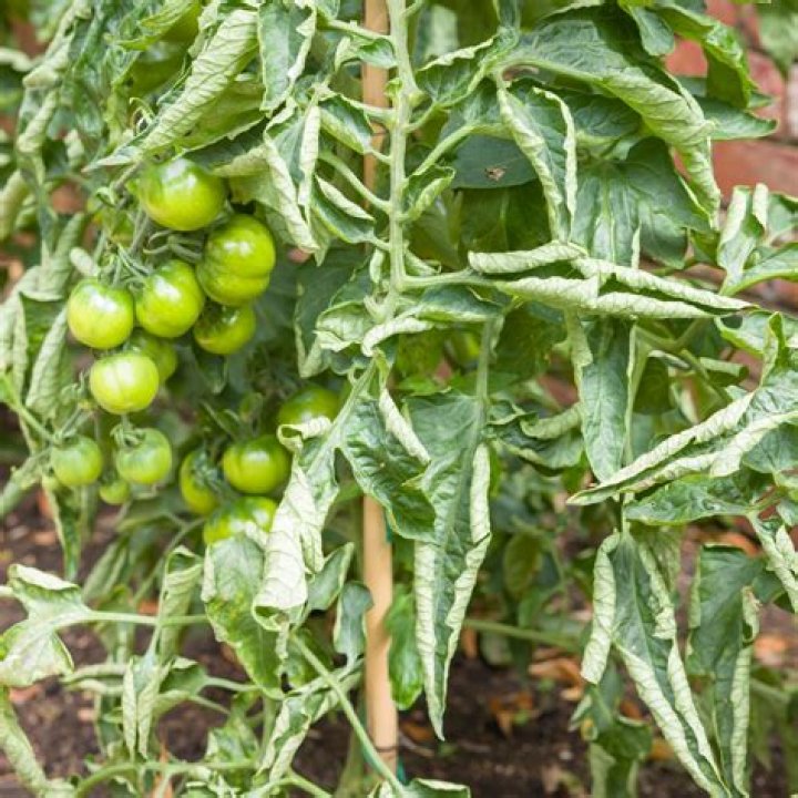 What causes curly top virus in tomato